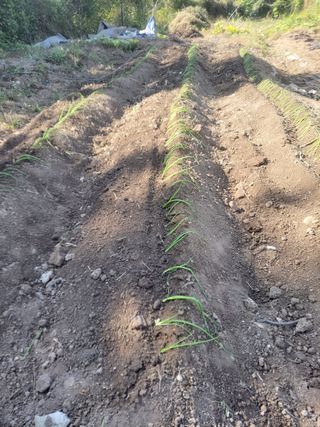 이세순님의 11월 내 작물 자랑하기 · 참여글 작성글 사진