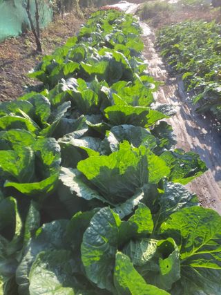 이세순님의 11월 내 작물 자랑하기 · 참여글 작성글 사진