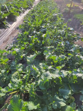 이세순님의 11월 내 작물 자랑하기 · 참여글 작성글 사진