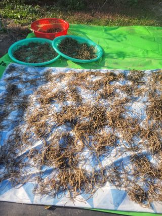 이세순님의 11월 내 작물 자랑하기 · 참여글 작성글 사진