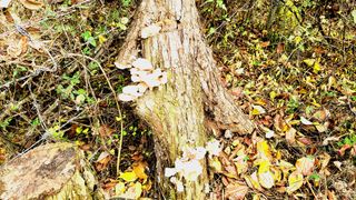 이동걸님의 버섯 · 수확 작성글 사진