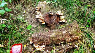 이동걸님의 버섯 · 수확 작성글 사진