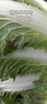 팜모닝 배추·병해충상담 게시글 이미지