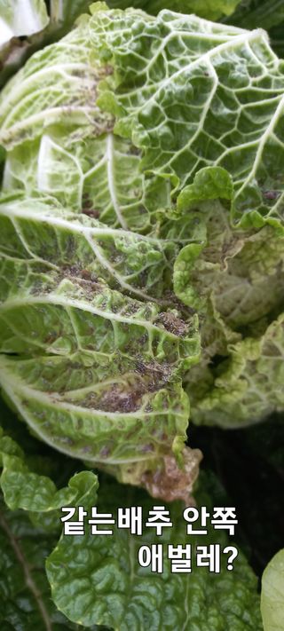 우포로찐님의 배추 · 병해충상담 작성글 사진