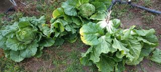 우포로찐님의 배추 · 병해충상담 작성글 사진