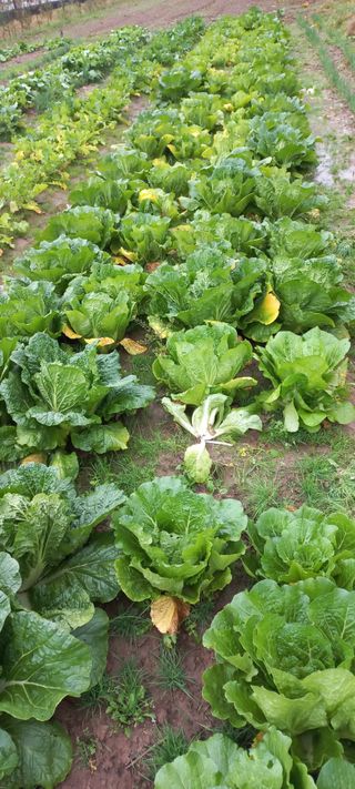 우포로찐님의 배추 · 병해충상담 작성글 사진