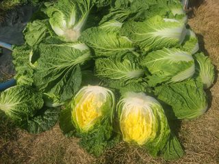 조병재님의 11월 내 작물 자랑하기 · 참여글 작성글 사진