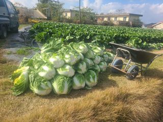조병재님의 11월 내 작물 자랑하기 · 참여글 작성글 사진