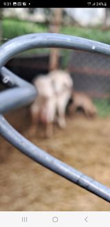 팜모닝 벼·영농일지 게시글 이미지