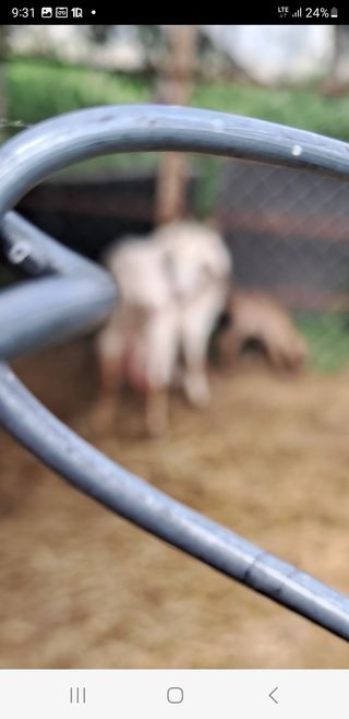 이미옥님의 벼 · 영농일지 작성글 사진