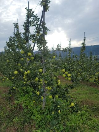 병풍취산채농원님의 사과 · 일상 작성글 사진