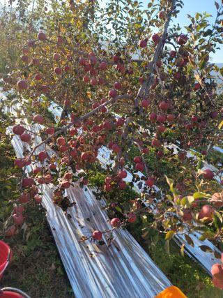 병풍취산채농원님의 사과 · 일상 작성글 사진