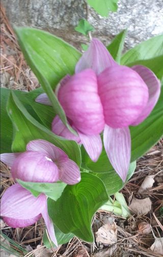 병풍취산채농원님의 사과 · 일상 작성글 사진