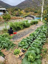 팜모닝 양파·영농일지 게시글 이미지