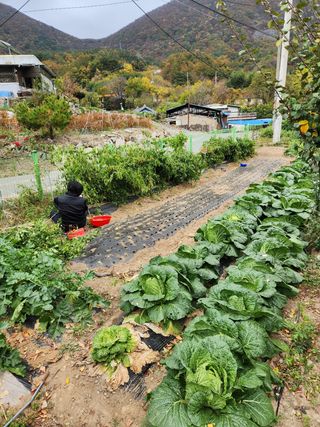 최군환님의 양파 · 영농일지 작성글 사진