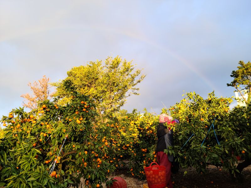 고권봉님의 장터 판매 상품 [서귀포 조생귤 9kg] 첨부 사진