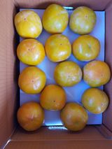 팜모닝 11월 내 작물 자랑하기·참여글 게시글 이미지