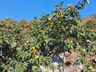 현암농원님의 11월 내 작물 자랑하기 · 참여글 작성글 사진