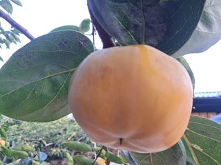 현암농원님의 11월 내 작물 자랑하기 · 참여글 작성글 사진