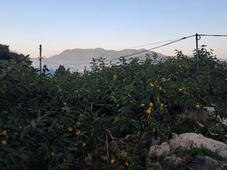 현암농원님의 11월 내 작물 자랑하기 · 참여글 작성글 사진