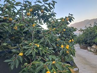 현암농원님의 11월 내 작물 자랑하기 · 참여글 작성글 사진