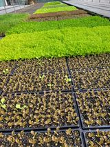 팜모닝 상추·자유게시판 게시글 이미지