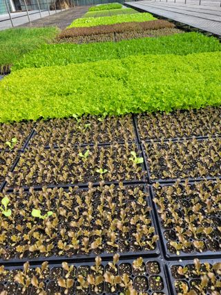 청운농원육묘장님의 상추 · 자유게시판 작성글 사진