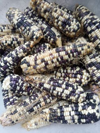 참깨20147님의 11월 내 작물 자랑하기 · 참여글 작성글 사진