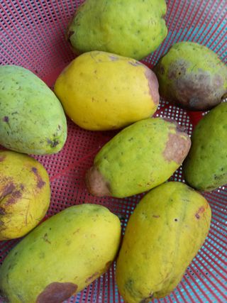 참깨20147님의 11월 내 작물 자랑하기 · 참여글 작성글 사진