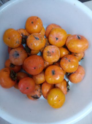 참깨20147님의 11월 내 작물 자랑하기 · 참여글 작성글 사진