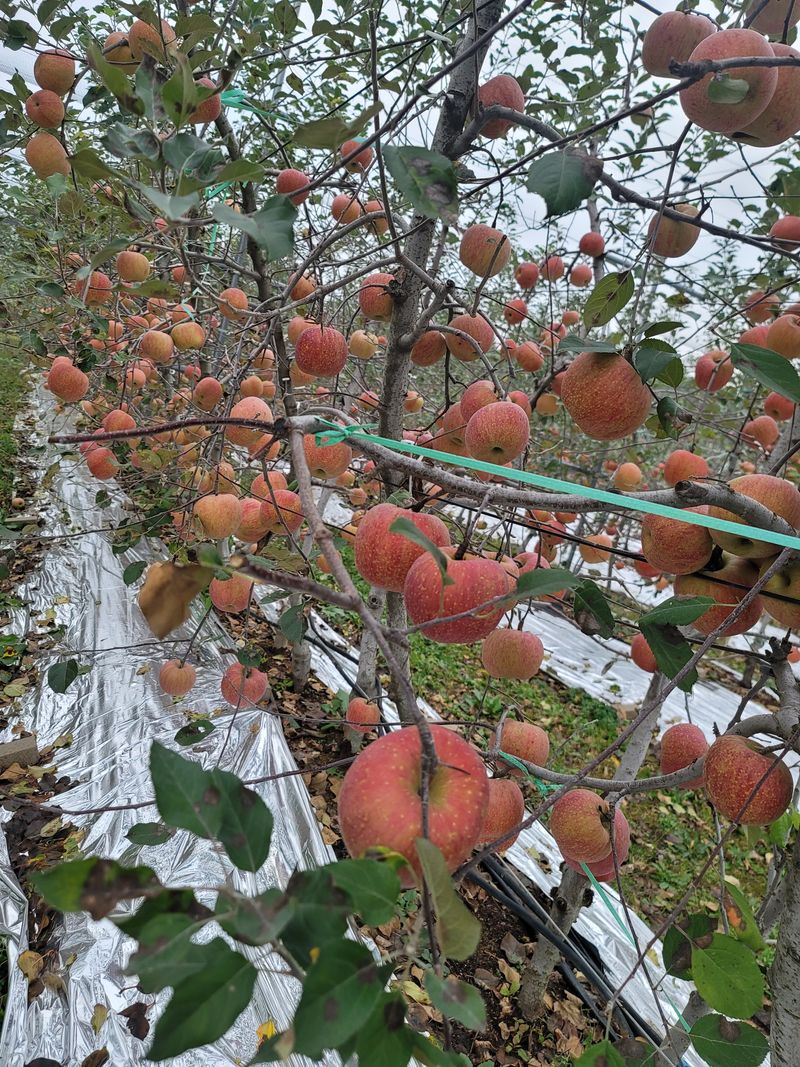 은경사과농원님의 장터 판매 상품 [사과 품절입니다.  감사드립니다 5Kg] 첨부 사진