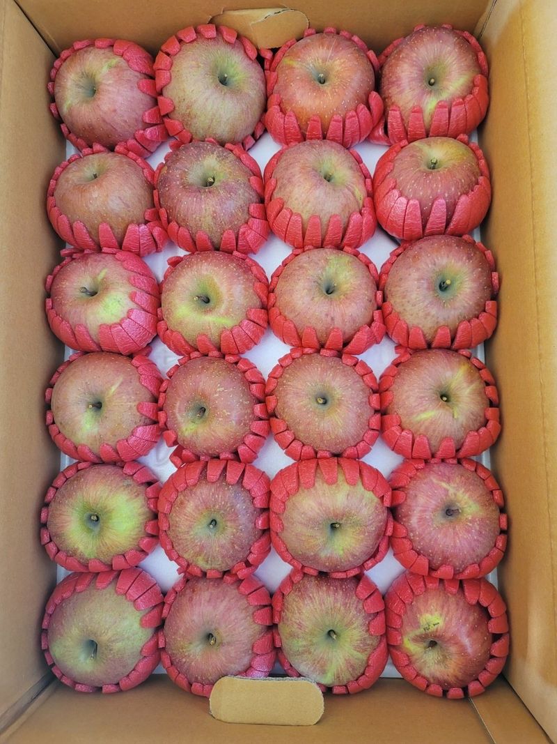 은경사과농원님의 장터 판매 상품 [사과 품절입니다.  감사드립니다 5Kg] 첨부 사진