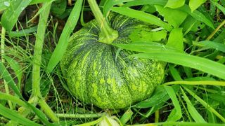 벤틀리 님의 11월 내 작물 자랑하기 · 참여글 작성글 사진