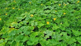 벤틀리 님의 11월 내 작물 자랑하기 · 참여글 작성글 사진