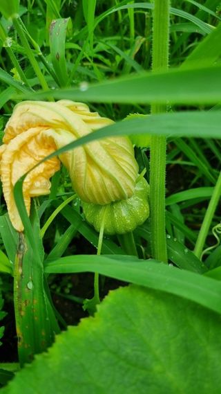 벤틀리 님의 11월 내 작물 자랑하기 · 참여글 작성글 사진