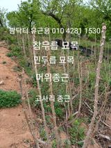 팜모닝 자유주제·자유게시판 게시글 이미지