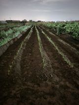 팜모닝 파·영농일지 게시글 이미지