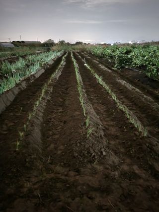 늘푸른 농장주님의 파 · 영농일지 작성글 사진