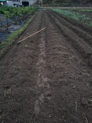 늘푸른 농장주님의 파 · 영농일지 작성글 사진