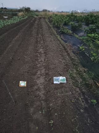 늘푸른 농장주님의 파 · 영농일지 작성글 사진