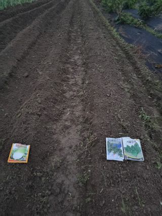 늘푸른 농장주님의 파 · 영농일지 작성글 사진