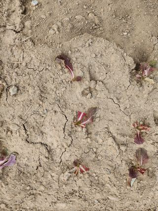 도깨비윤샘 님의 토마토 · 영농일지 작성글 사진