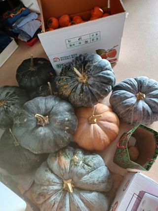 결단이님의 11월 내 작물 자랑하기 · 참여글 작성글 사진