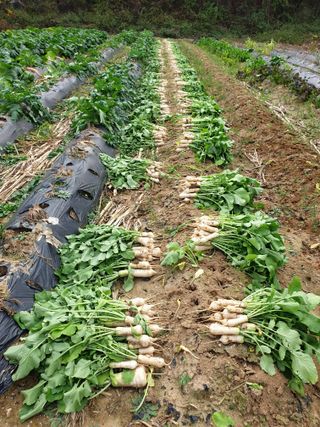 샤이니바다님의 11월 내 작물 자랑하기 · 참여글 작성글 사진