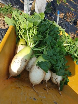 샤이니바다님의 11월 내 작물 자랑하기 · 참여글 작성글 사진