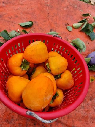 재우네달달농장님의 11월 내 작물 자랑하기 · 참여글 작성글 사진