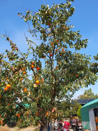 재우네달달농장님의 11월 내 작물 자랑하기 · 참여글 작성글 사진