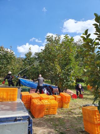 재우네달달농장님의 11월 내 작물 자랑하기 · 참여글 작성글 사진