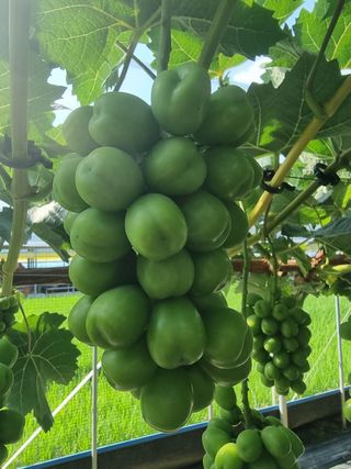 재우네달달농장님의 11월 내 작물 자랑하기 · 참여글 작성글 사진