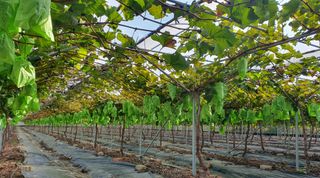 재우네달달농장님의 11월 내 작물 자랑하기 · 참여글 작성글 사진